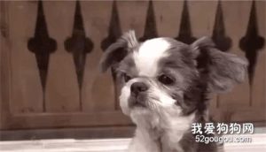 我和狗整整做了四年都没有事-警犬训练器材厂家 _警犬训练用品_工作犬训练用品-南京开久警犬装备