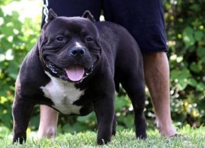 世界恶霸犬十大排名(世界最凶的狗十大排名)-警犬训练器材厂家 _警犬训练用品_工作犬训练用品-南京开久警犬装备