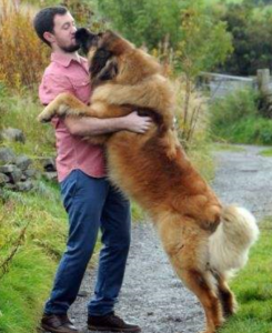 兰伯格犬价格(德国兰伯格犬)-警犬训练器材厂家 _警犬训练用品_工作犬训练用品-南京开久警犬装备