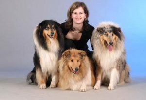 纯种苏格兰牧羊犬价格(苏格兰牧羊犬价格多少钱一只)-警犬训练器材厂家 _警犬训练用品_工作犬训练用品-南京开久警犬装备