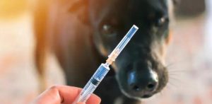 国内的狂犬疫苗都是假的吗(现在狂犬疫苗都是假的)-警犬训练器材厂家 _警犬训练用品_工作犬训练用品-南京开久警犬装备