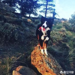 边境牧羊犬智商排名(边境牧羊犬的智商排名怎么样)-警犬训练器材厂家 _警犬训练用品_工作犬训练用品-南京开久警犬装备