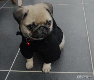 八哥狗多少钱八哥狗狗价位-警犬训练器材厂家 _警犬训练用品_工作犬训练用品-南京开久警犬装备