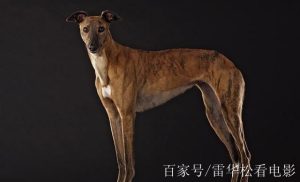 灵蹄犬忠诚吗?-警犬训练器材厂家 _警犬训练用品_工作犬训练用品-南京开久警犬装备