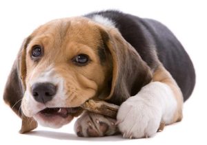 狗吃巧克力多少会死(狗吃巧克力会死吗 辟谣)-警犬训练器材厂家 _警犬训练用品_工作犬训练用品-南京开久警犬装备