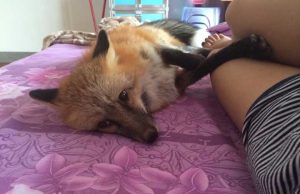 养狗结果狐狸(养狗好还是狐狸好)-警犬训练器材厂家 _警犬训练用品_工作犬训练用品-南京开久警犬装备