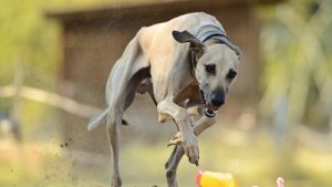 惠比特犬介绍(惠比特犬介绍一下)-警犬训练器材厂家 _警犬训练用品_工作犬训练用品-南京开久警犬装备