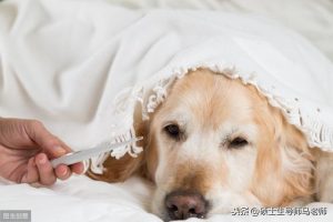 小狗感冒发烧吃什么药管用(两岁小孩感冒发烧吃什么药管用)-警犬训练器材厂家 _警犬训练用品_工作犬训练用品-南京开久警犬装备