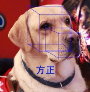 纯种拉布拉多犬(拉布拉多犬特点介绍)-警犬训练器材厂家 _警犬训练用品_工作犬训练用品-南京开久警犬装备