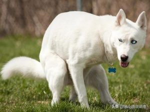 狗狗硫糖铝用量萌宠(狗狗吃硫糖铝片的用量)-警犬训练器材厂家 _警犬训练用品_工作犬训练用品-南京开久警犬装备