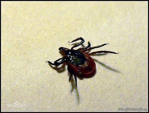 狗狗身上牛蜱怎么根除(狗身上的牛蜱怎么根除) - 警犬训练器材厂家 _警犬训练用品_工作犬训练用品-南京开久警犬装备-警犬训练器材厂家 _警犬训练用品_工作犬训练用品-南京开久警犬装备