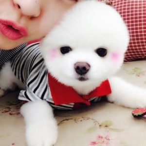 博美狗 *** (博美犬 *** 可爱)-警犬训练器材厂家 _警犬训练用品_工作犬训练用品-南京开久警犬装备