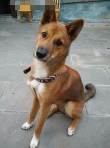 揭阳土狗(揭阳土狗养殖)-警犬训练器材厂家 _警犬训练用品_工作犬训练用品-南京开久警犬装备