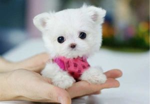 茶杯犬报价(茶杯犬为什么不能养)-警犬训练器材厂家 _警犬训练用品_工作犬训练用品-南京开久警犬装备