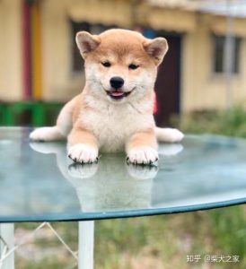 *** 柴犬的优缺点mdash【宠物圈】-警犬训练器材厂家 _警犬训练用品_工作犬训练用品-南京开久警犬装备