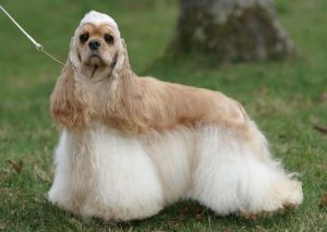 美国可卡犬多少钱(可卡犬多少钱一只 *** )-警犬训练器材厂家 _警犬训练用品_工作犬训练用品-南京开久警犬装备