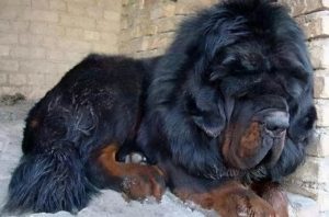 高加索犬vs狼(高加索犬打得过狼吗)-警犬训练器材厂家 _警犬训练用品_工作犬训练用品-南京开久警犬装备