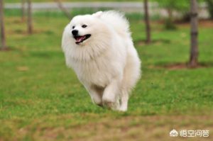 萨摩耶犬吃什么好？萨摩耶犬幼犬吃什么-警犬训练器材厂家 _警犬训练用品_工作犬训练用品-南京开久警犬装备