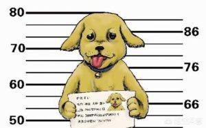 如何免费领一只宠物狗？如何养好一只宠物狗-警犬训练器材厂家 _警犬训练用品_工作犬训练用品-南京开久警犬装备