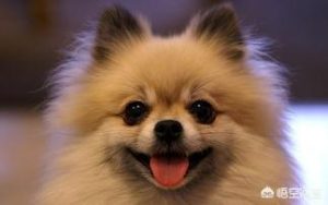 为什么狗吃了巧克力会死？为什么狗吃了巧克力就会死-警犬训练器材厂家 _警犬训练用品_工作犬训练用品-南京开久警犬装备