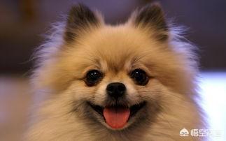 为什么狗吃了巧克力会死？为什么狗吃了巧克力就会死 - 警犬训练器材厂家 _警犬训练用品_工作犬训练用品-南京开久警犬装备-警犬训练器材厂家 _警犬训练用品_工作犬训练用品-南京开久警犬装备