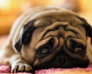 小巴哥犬(小狗金毛)-警犬训练器材厂家 _警犬训练用品_工作犬训练用品-南京开久警犬装备