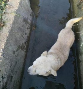 小白熊犬多少钱一只-警犬训练器材厂家 _警犬训练用品_工作犬训练用品-南京开久警犬装备