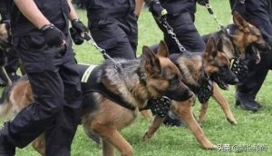 广告狗叫什么(你在狗叫什么耀扬)-警犬训练器材厂家 _警犬训练用品_工作犬训练用品-南京开久警犬装备