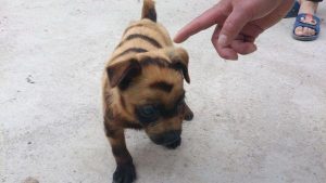 重生里面的狗是什么品种-警犬训练器材厂家 _警犬训练用品_工作犬训练用品-南京开久警犬装备