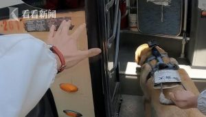 导盲犬可以上公交车吗(导盲犬可以上公交车吗上海)-警犬训练器材厂家 _警犬训练用品_工作犬训练用品-南京开久警犬装备