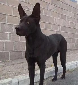 小型黑色犬都有什么品种-警犬训练器材厂家 _警犬训练用品_工作犬训练用品-南京开久警犬装备