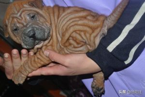 沙皮犬 *** _大型沙皮犬 ***-警犬训练器材厂家 _警犬训练用品_工作犬训练用品-南京开久警犬装备