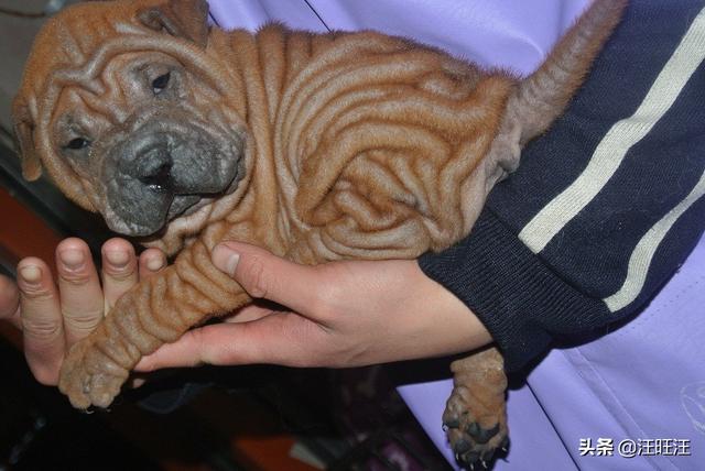 沙皮犬 *** _大型沙皮犬 *** - 警犬训练器材厂家 _警犬训练用品_工作犬训练用品-南京开久警犬装备-警犬训练器材厂家 _警犬训练用品_工作犬训练用品-南京开久警犬装备