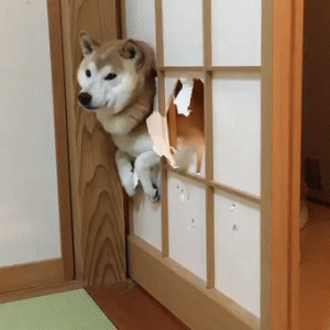 狗狗老是像卡住一样萌宠(狗狗吃东西老是卡住)-警犬训练器材厂家 _警犬训练用品_工作犬训练用品-南京开久警犬装备