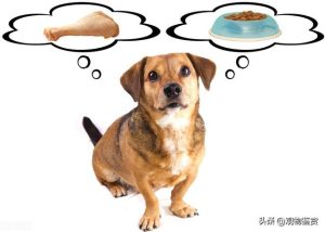 狗狗的寿命一般是多久  泰迪的寿命一般是多久-警犬训练器材厂家 _警犬训练用品_工作犬训练用品-南京开久警犬装备