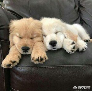 狗喂食时间(狗喂食时间表)-警犬训练器材厂家 _警犬训练用品_工作犬训练用品-南京开久警犬装备