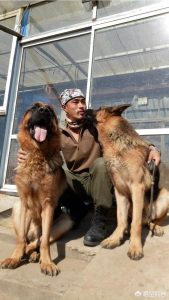 如何训练狗狗？如何训练狗 *** 东西给我-警犬训练器材厂家 _警犬训练用品_工作犬训练用品-南京开久警犬装备