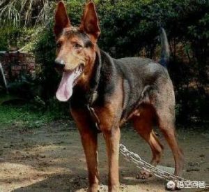 莱州红犬价格(莱州红犬价格 纯种)-警犬训练器材厂家 _警犬训练用品_工作犬训练用品-南京开久警犬装备