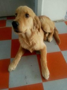 金毛幼犬三个月什么样(金毛幼犬长什么样)-警犬训练器材厂家 _警犬训练用品_工作犬训练用品-南京开久警犬装备