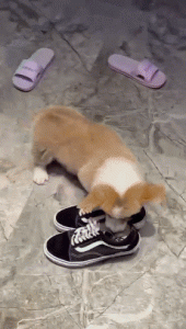 小型宠物狗狗品种 *** 大全(宠物狗狗品种 *** 大全斑点狗)-警犬训练器材厂家 _警犬训练用品_工作犬训练用品-南京开久警犬装备