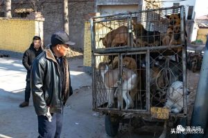 太原的狗市都搬到哪里了(定州狗市现在搬到哪里了)-警犬训练器材厂家 _警犬训练用品_工作犬训练用品-南京开久警犬装备