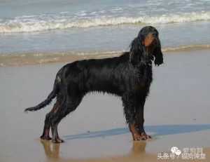 哥顿雪达犬价格(哥顿雪达犬幼犬 *** )-警犬训练器材厂家 _警犬训练用品_工作犬训练用品-南京开久警犬装备