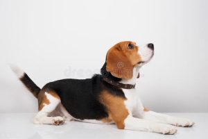 beagle犬是什么狗-警犬训练器材厂家 _警犬训练用品_工作犬训练用品-南京开久警犬装备