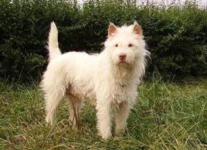 中华猎犬有哪些品种(小型猎犬有哪些品种)-警犬训练器材厂家 _警犬训练用品_工作犬训练用品-南京开久警犬装备