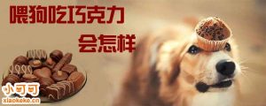 狗吃巧克力会怎么样mdash【宠物圈】-警犬训练器材厂家 _警犬训练用品_工作犬训练用品-南京开久警犬装备