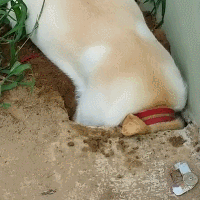 购买狗狗时需要注意的都有哪些?狗狗品种-警犬训练器材厂家 _警犬训练用品_工作犬训练用品-南京开久警犬装备