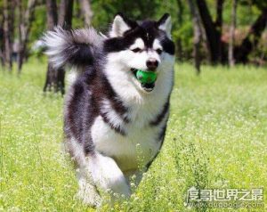 阿拉斯加犬性格(阿拉斯加犬的优缺点)-警犬训练器材厂家 _警犬训练用品_工作犬训练用品-南京开久警犬装备