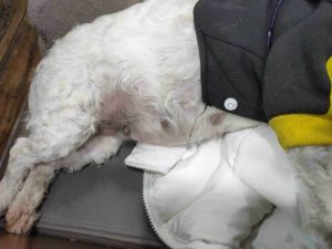 狗怀孕了什么样(狗怀孕一个月什么反应)-警犬训练器材厂家 _警犬训练用品_工作犬训练用品-南京开久警犬装备