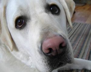 狗狗鼻子干怎么回事(泰迪狗鼻子干怎么回事)-警犬训练器材厂家 _警犬训练用品_工作犬训练用品-南京开久警犬装备