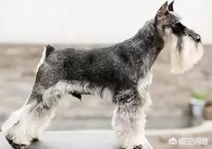 标准雪纳瑞犬(标准雪纳瑞犬多少钱一只)-警犬训练器材厂家 _警犬训练用品_工作犬训练用品-南京开久警犬装备